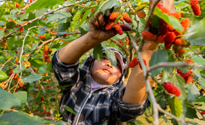 Dâu tằm được mùa chín trĩu cành, người trồng hốt bạc