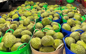 Chưa tìm ra nguyên nhân 30 lô sầu riêng xuất sang Trung Quốc bị nhiễm cadimi