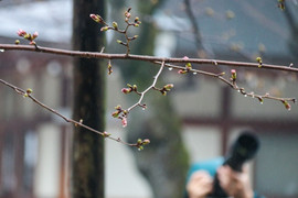 Thời tiết thất thường khiến hoa anh đào nở muộn, người Việt ở Nhật tiếc nuối