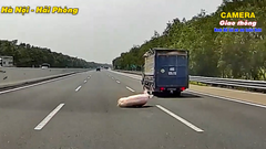 Lợn vượt rào, rơi khỏi xe tải đang chạy trên cao tốc