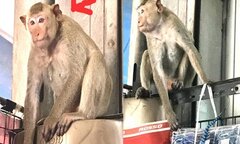Chủ shop treo thưởng bắt 2 con khỉ 'biến thái', thích trêu gái đẹp và trộm nội y