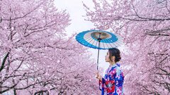 Hoa anh đào ở Nhật Bản nở vào tháng mấy?