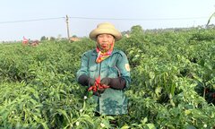 Giá rớt thảm, dân trồng ớt ở Nghệ An khóc ròng