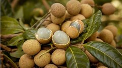 Một số bài thuốc từ long nhãn