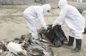 Lần đầu tiên Việt Nam có ca nhiễm cúm A(H9) trên người, Bộ Y tế chỉ đạo khẩn