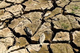  Cao điểm hạn hán tại Ninh Thuận, Bình Thuận: Hồ trơ đáy, cá chết khô