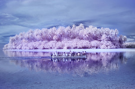 Bức tranh thế giới dị biệt ở hòn đảo có đến 10% dân số bị 'mù màu'