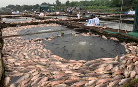 Hàng trăm tấn cá chết ở Hải Dương: Nông dân bật khóc, xót xa tiền tỷ trôi sông