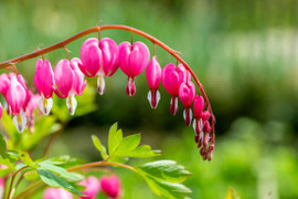 Hoa tigon có ý nghĩa gì?