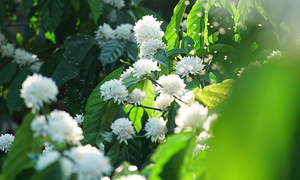 Những điểm 'săn' hoa cà phê ở Tây Nguyên