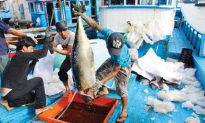 Ban Bí thư: Xử nghiêm các vụ móc nối đưa tàu cá đi khai thác bất hợp pháp