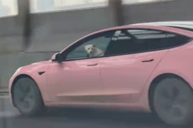 Để chó lái ô tô phóng vun vút gây kinh hãi, người đàn ông bị cảnh sát phạt 