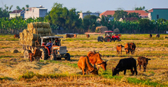 Ngắm 'mùa vàng' bình yên trên những cánh đồng lúa tại Bình Định