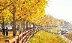 Du lịch Hàn Quốc, bạn nên biết bản đồ lá vàng mùa thu