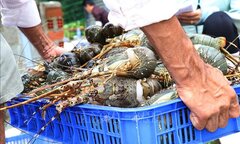 Tôm hùm bông chết hàng loạt ở Khánh Hòa: Bộ NN&PTNT nói gì?