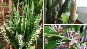 Loại cây cảnh cực hiếm khi ra hoa