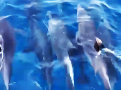 Đàn cá heo hơn 100 con vào gần bờ 'nhảy múa' trước mạn thuyền ngư dân Phú Yên