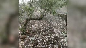 Mưa đá trắng trời tàn phá hơn 80ha mận hậu tại Sơn La