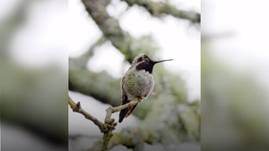 Ngoạn mục chim ruồi liên tục thay đổi màu sắc 