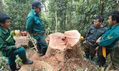 Biên phòng Thanh Hoá mật phục bắt 5 kẻ phá rừng tự nhiên ở biên giới
