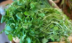 Loại rau được đánh giá 'bẩn nhất' nhưng có thể giúp ngăn ngừa ung thư