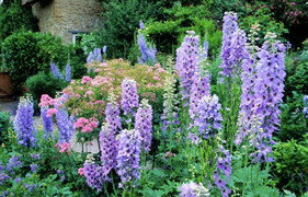 Loài hoa đẹp, tươi lâu nhưng lại chứa chất cực độc