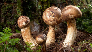 Cận cảnh loại nấm mọc trên núi 'đắt hơn vàng ròng' được săn đón ở Nhật Bản