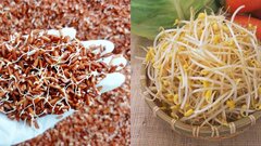 Loại thực phẩm mọc mầm, chẳng những không độc mà còn gấp đôi dinh dưỡng