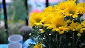 Vì sao hoa cúc lại hay được chọn để dâng cúng?