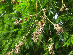 Tại sao người xưa nói 'tre trúc nở hoa là tai ương sắp tới'?