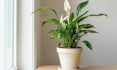 Muốn làm sạch không khí trong nhà, nên trồng những cây này