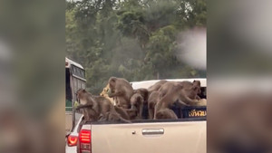 Đàn khỉ trèo lên xe bán tải, trộm đồ ăn