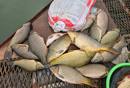 Nguyên nhân gần 1.000 tấn cá lồng chết ở Hải Dương