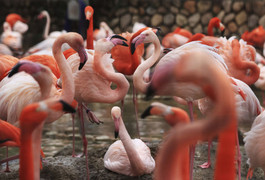 Sát hại 10 con hồng hạc vì cảm thấy bị 'nhìn đểu'