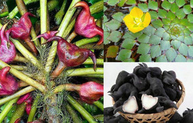 Ăn củ ấu có tác dụng gì?