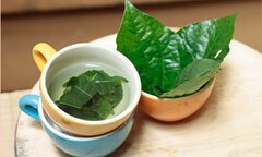Uống nước lá lốt mỗi ngày có tốt?
