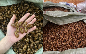 Thương lái bất ngờ thu mua xác ve sầu giá hơn 2 triệu đồng/kg