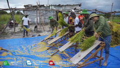 Độc đáo cách đập lúa truyền thống của Việt Nam trên đất Angola