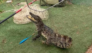 Công an rà soát quanh khu vực cá sấu xuất hiện ở hồ câu Hà Nội