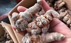 Loại rễ cây 'quý như vàng' giúp hỗ trợ điều trị ung thư