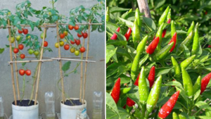 Trồng rau ngoài ban công nên chọn 2 loại này để có năng suất cao