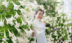 'Studio tại gia' gồm 2.500 bông loa kèn của người phụ nữ Hải Phòng gây sốt mạng
