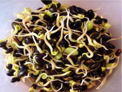 Đỗ đen nảy mầm có ăn được?