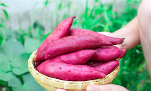 Ăn khoai lang vào thời gian nào giúp giảm cân hiệu quả?