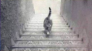 Bức ảnh gây tranh cãi: Con mèo đang đi lên hay xuống?