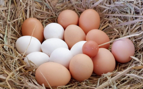 Trứng gà màu nâu và màu trắng loại nào tốt hơn?