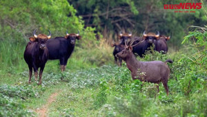 Cao điểm khô hạn, mang nước và khoáng chất vào rừng ứng cứu động vật hoang dã