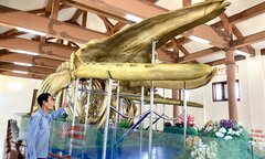 Đến đảo Lý Sơn, mục sở thị 2 bộ xương cá voi lớn nhất Việt Nam