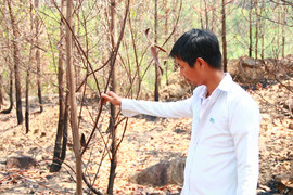 Nông dân Quảng Nam bất lực nhìn rừng keo cháy lớn, thiệt hại tiền tỷ