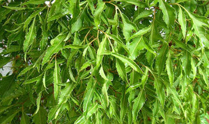 Công dụng chữa bệnh của đinh lăng